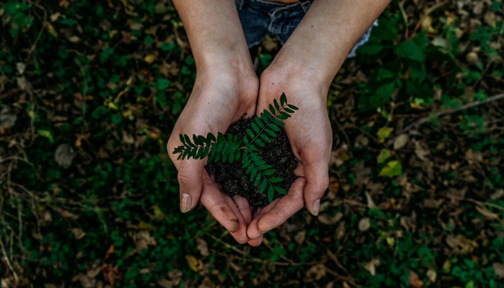 A photo of a person's hands planting a sapling in the soil